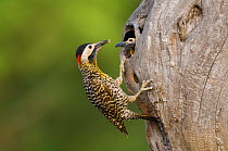 Green-barred woodpecker (Colaptes melanochloros) male at nest entrance, La Pampa, Argentina
