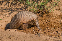 RF- Big hairy armadillo (Chaetophractus villosus) digging, La Pampa, Argentina. (This image may be licensed either as rights managed or royalty free.)