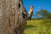 Green-barred Woodpecker (Colaptes melanochloros)-La Pampa, Argentina
