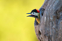 Green-barred woodpecker (Colaptes melanochloros) male peering out of nest hole, La Pampa, Argentina