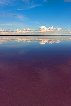 Salt lake, pink in colour due to bacteria (Dunaliella salina) Salinas Grandes de Hidalgo, La Pampa, Argentina