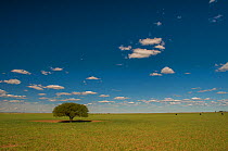 Pampas landscape with Calden tree (Prosopis caldenia) La Pampa, Argentina.