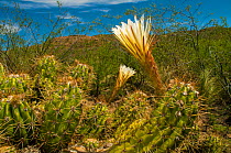 Cactus (Trichocereus candicans) in flower, the flowers of this species only open fully at night, Lihue Calel National Park, La Pampa, Argentina