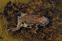 Tadpoles scavenging Common toad (Rhinella arenarum) carcass. Lihue Calel National Park, La Pampa, Argentina.