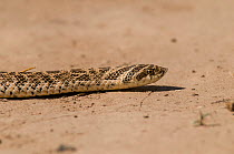 South American hognose snake (Lystrophys dorbignyi) La Pampa, Argentina.