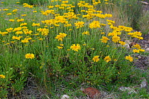 Margarita pampeana / Pampas blanket flower (Gaillardia cabrerae) Lihue Calel, National Park, La Pampa, Argentina. Endemic species