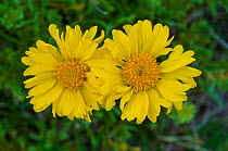 Margarita pampeana / Pampas blanket flower (Gaillardia cabrerae) Lihue Calel, National Park, La Pampa, Argentina. Endemic species.