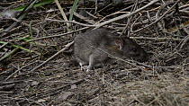 Juvenile Brown rat (Rattus norvegicus) foraging, Gloucestershire, England, UK, April.