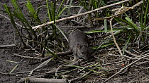 Juvenile Brown rat (Rattus norvegicus) foraging at the edge of a small pond, Gloucestershire, England, UK, April.