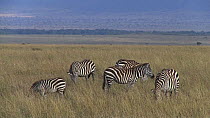 Group of Grant's zebra (Equus quagga boehmi) grazing, Masai Mara National Reserve, Kenya.