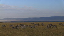 Grant's zebra (Equus quagga boehmi) feeding, Masai Mara National Reserve, Kenya.