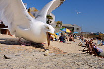 Adult Herring gull (Larus argentatus) scavenging left over food on beach, St.Ives, Cornwall, UK, June. Editorial use only.