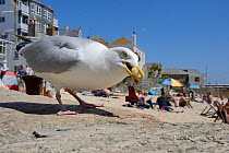 Adult Herring gull (Larus argentatus) scavenging left over food, St.Ives, Cornwall, UK, June. Editorial use only.