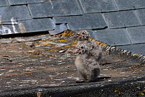 Two Herring gull chicks (Larus argentatus) on a rooftop, gaping in hot weather, St.Ives, Cornwall, UK, June.