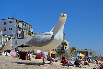 Herring gulls (Larus argentatus) looking for food on beach, St.Ives, Cornwall, UK, June. Editorial use only.