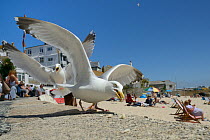 Adult Herring gulls (Larus argentatus) scavenging food left on beach, St.Ives, Cornwall, UK, June. Editorial use only.