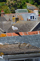 Two Herring gull chicks (Larus argentatus) walking on a rooftop with a parent perched nearby, St.Ives, Cornwall, UK, June.