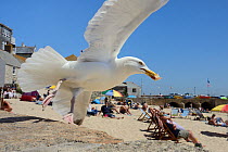 Adult Herring gull (Larus argentatus) stealing sandwich on beach, St.Ives, Cornwall, UK, June. Editorial use only.