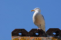 Adult Herring gull (Larus argentatus) standing on one leg on rooftop, Looe, Cornwall, UK, June. Editorial use only.