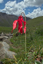 Poppy (Meconopsis punicea) Serxu, Shiqu county, Sichuan Province, Qinghai-Tibet Plateau, China. August.