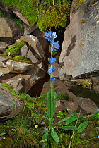 Blue poppy (Meconopsis racemosa) Serxu, Shiqu county, Sichuan Province, Qinghai-Tibet Plateau, China.