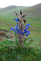 Blue poppy (Meconopsis racemosa var. spinulifera) in misty landscape, Serxu, Shiqu county, Sichuan Province, Qinghai-Tibet Plateau, China, August 2010.
