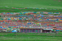 Buddhist prayer flags surrounding colourful building, Serxu, Shiqu county, Sichuan Province, Qinghai-Tibet Plateau, China.