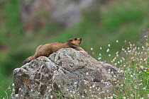 Himalayan marmot (Marmota himalayana) stretched out on rock, Serxu, Shiqu county, Sichuan Province, Qinghai-Tibet Plateau, China, August.