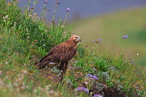 Upland buzzard (Buteo hemilasius) on ground, Serxu, Shiqu county, Sichuan Province, Qinghai-Tibet Plateau, China.