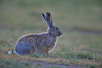 Woolly hare (Lepus oiostolus ) Serxu, Shiqu county, Sichuan Province, Qinghai-Tibet Plateau, China.