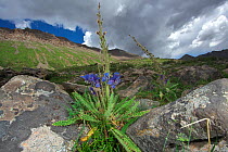 Prickly blue poppy (Meconopsis horridula) in habitat, Serxu, Shiqu county, Sichuan Province, Qinghai-Tibet Plateau, China.