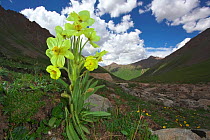 Poppy (Meconopsis racemosa) flower in habitat. Serxu, Shiqu county, Sichuan Province, Qinghai-Tibet Plateau, China. August.