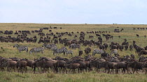 Herd of Blue wildebeest (Connochaetes taurinus) migrating, with Grant's zebra (Equus quagga boehmi), Masai Mara Game Reserve, Kenya.
