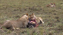 African lioness (Panthera leo) and sub-adult male feeding on a Blue wildebeest (Connochaetes taurinus), with two more playing in the background, Masai Mara National Reserve, Kenya.