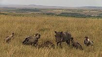 Male Common warthog (Phacochoerus africanus) feeding on a dead Blue wildebeest (Connochaetes taurinus), with White-backed vultures (Gyps africanus), Masai Mara National Reserve, Kenya.