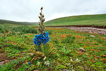 Prickly blue poppy (Meconopsis horridula ) Serxu, Shiqu county, Sichuan Province, Qinghai-Tibet Plateau, China.