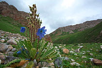 Prickly blue poppy (Meconopsis horridula ) Serxu, Shiqu county, Sichuan Province, Qinghai-Tibet Plateau, China. August.