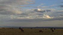 Herd of Topi (Damaliscus lunatus) grazing, alert and looking up, Masai Mara Game Reserve, Kenya.