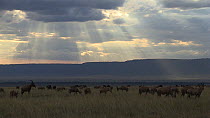 Herd of Topi (Damaliscus lunatus) grazing, Masai Mara Game Reserve, Kenya.