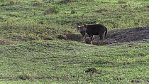 Two Spotted hyena (Crocuta crocuta) cubs playing, Masai Mara National Reserve, Kenya.