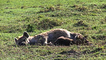 Spotted hyena (Crocuta crocuta) suckling from its mother, Masai Mara National Reserve, Kenya.