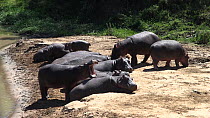 Group of Hippopotamuses (Hippopotamus amphibius) sunbathing on the edge of the Mara River, Masai Mara National Reserve, Kenya.