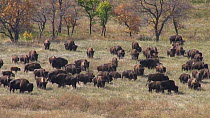 Herd of American bison (Bison bison) walking and grazing, South Dakota, USA, September.