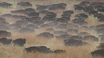 Herd of American bison (Bison bison) running, South Dakota, USA, September.