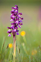 Green-winged orchid (Anacamptis morio) in flower amongst meadow grass, Ashton Court, North Somerset, UK, May..