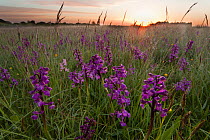 Green-winged orchids (Anacamptis morio) flowering in meadow at sunrise, Ashton Court, North Somerset, UK, May.