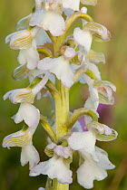 Green-winged orchid (Anacamptis morio var. alba) white colour morph in flower, Ashton Court, North Somerset, UK, May.