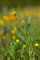 Meadow salsify (Tragopogon pratensis) in flower, Ashton Court, North Somerset, UK, May.