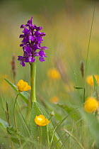 Green-winged orchid (Anacamptis morio) in flower amongst Meadow buttercups (Ranunculus acris) in grass meadow, Ashton Court, Bristol, North Somerset, UK, May..