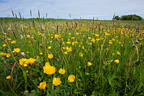 Meadow buttercups (Ranunculus acris) in grass meadow, Ashton Court, Bristol, North Somerset, UK, May.